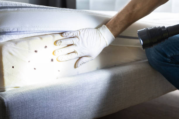 Best Flea Control Services  in Lookout Mountain, TN