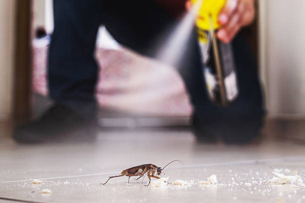 Best Local Pest Control Services  in Lookout Mountain, TN